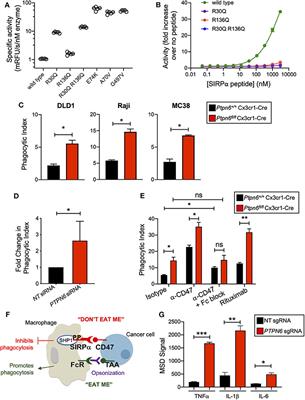 Shp1 Loss Enhances Macrophage Effector Function and Promotes Anti-Tumor Immunity